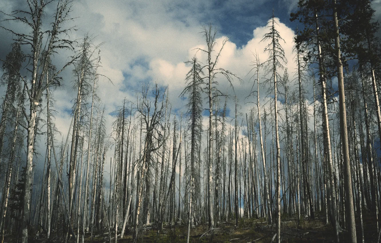 Photo wallpaper forest, sky, trees, wood, cloud, autumn, clouds, tree