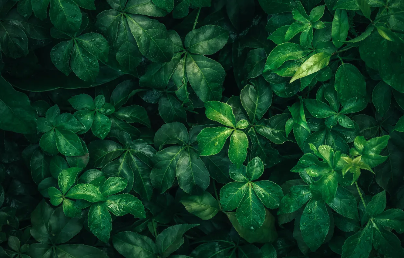 Photo wallpaper leaves, drops, macro, nature, green, rain