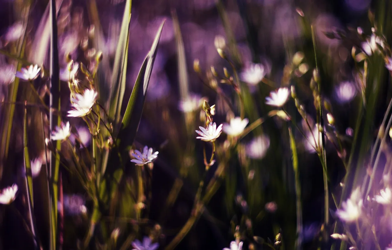 Photo wallpaper grass, flowers, buds, bokeh