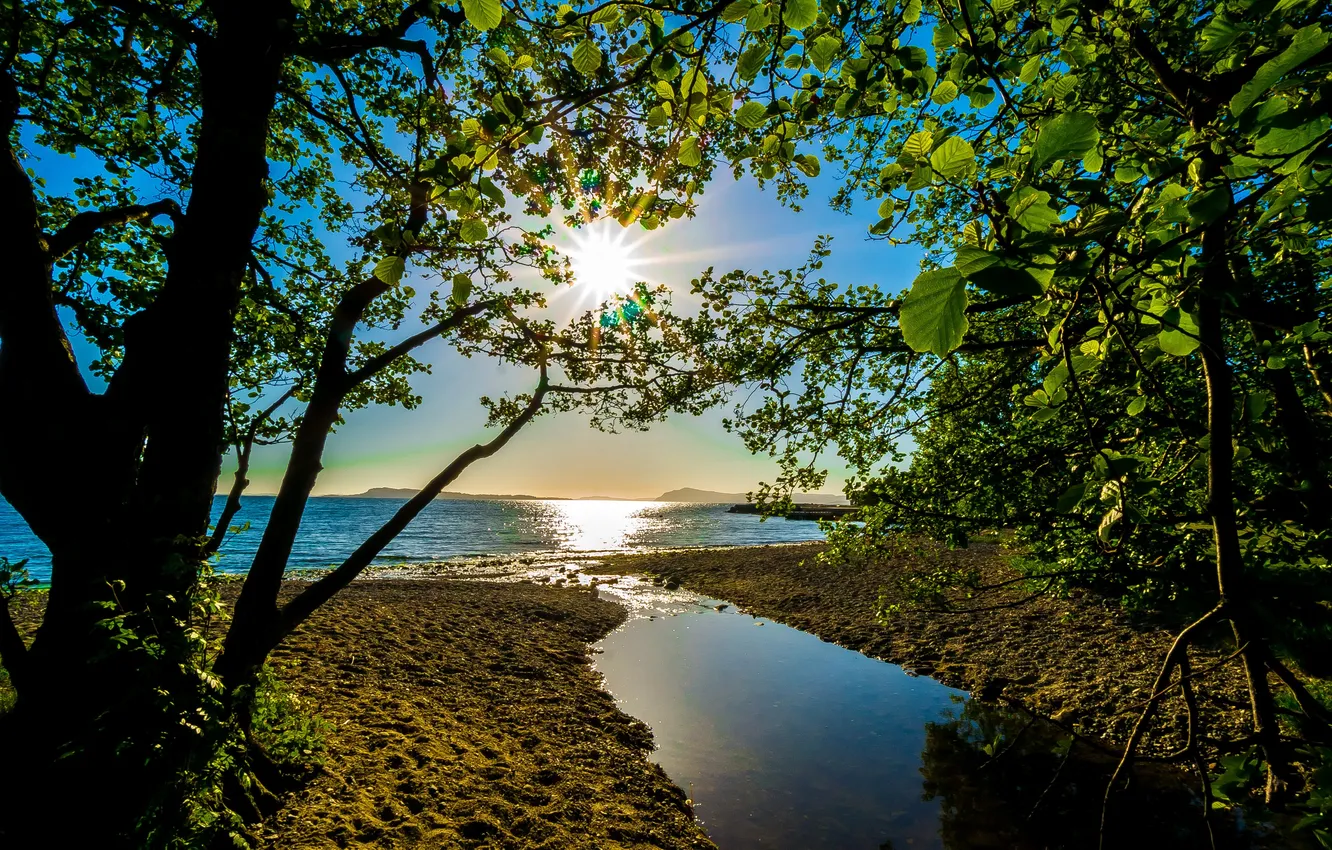 Photo wallpaper summer, water, the sun, rays, trees, branches, shore