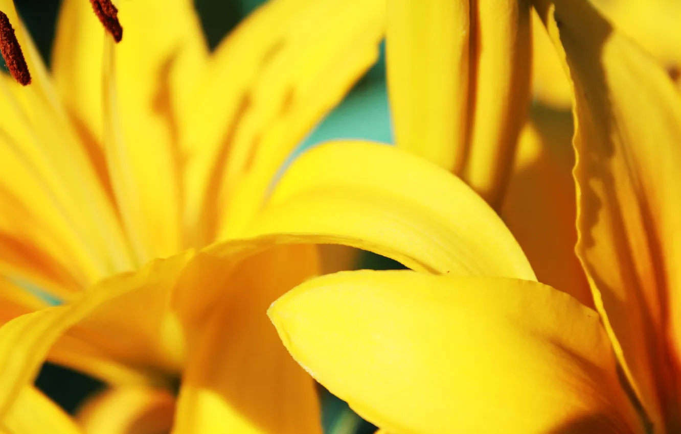 Photo wallpaper Lily, yellow, petals