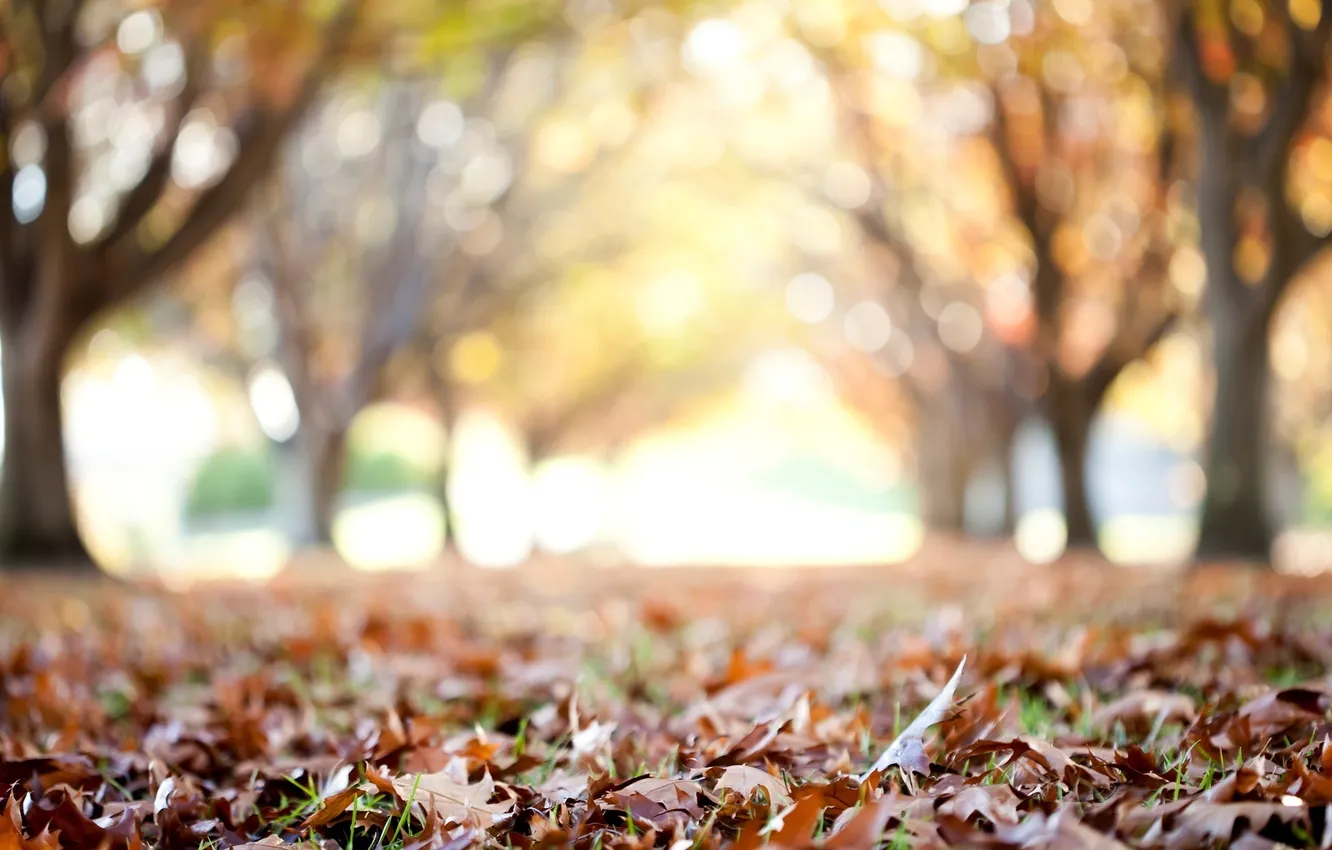 Photo wallpaper autumn, leaves, macro, trees, background, Wallpaper, blur, wide