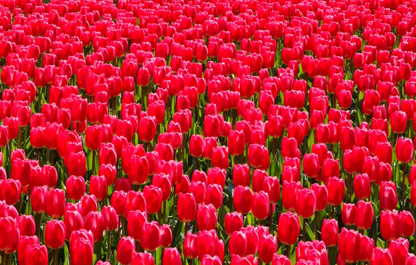 Photo wallpaper paint, spring, garden, meadow, tulips