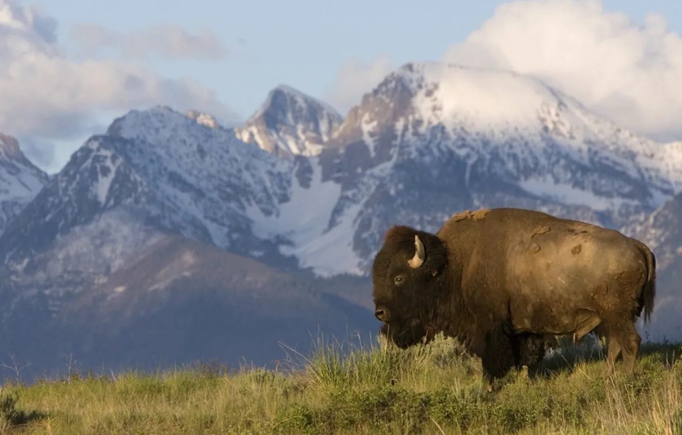 Wallpaper Planes, Animal, Montana, Bison For Mobile And Desktop 