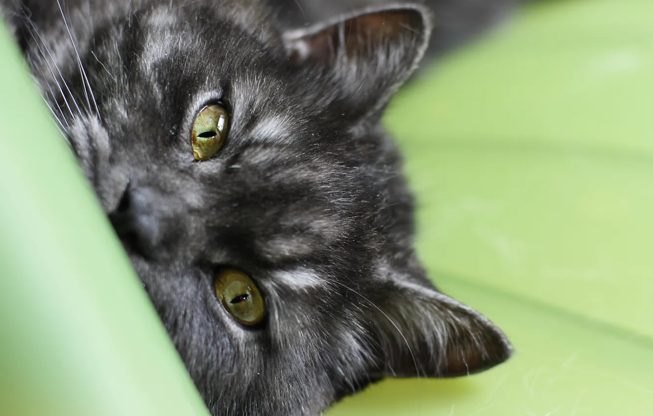 Photo wallpaper cat, eyes, cat, macro, black, striped, cat, macro