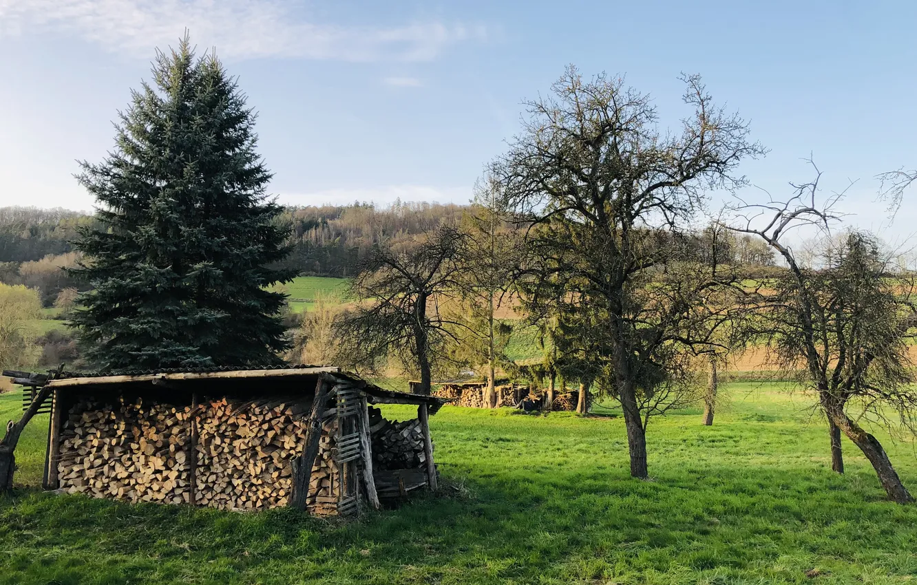 Photo wallpaper forest, the sky, grass, trees, landscape, nature, green, spring