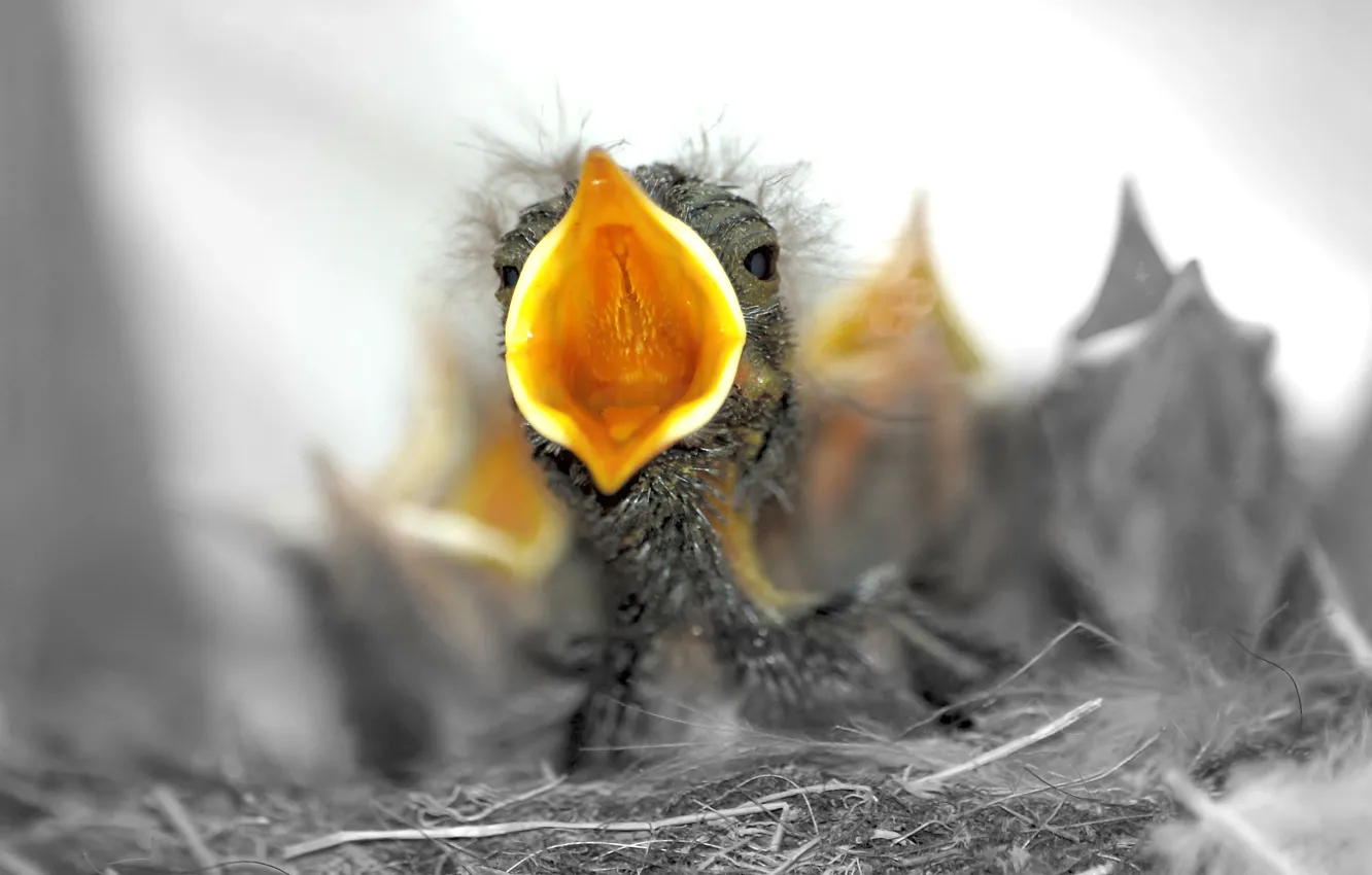 Photo wallpaper beak, socket, ptenec