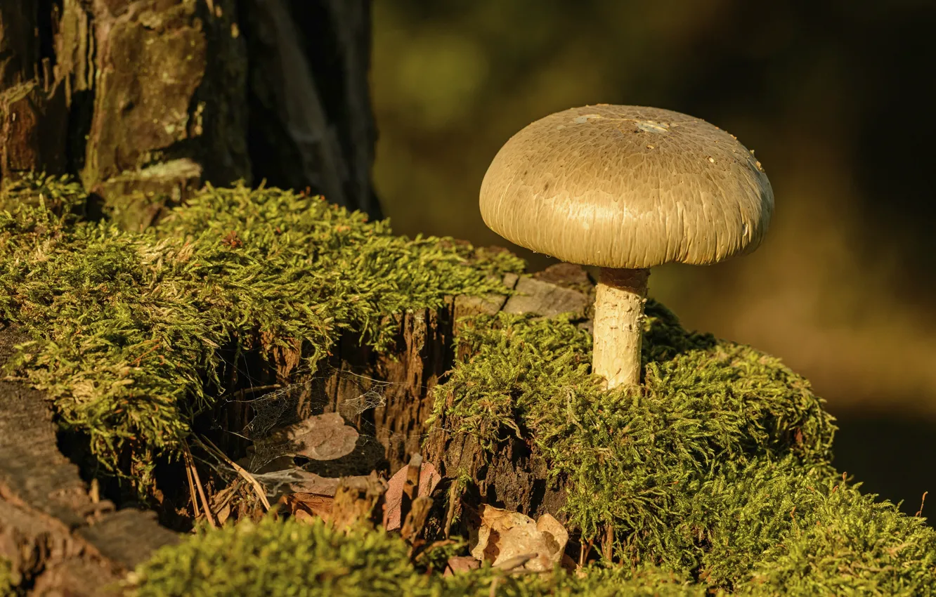 Photo wallpaper light, tree, mushroom, moss, stump