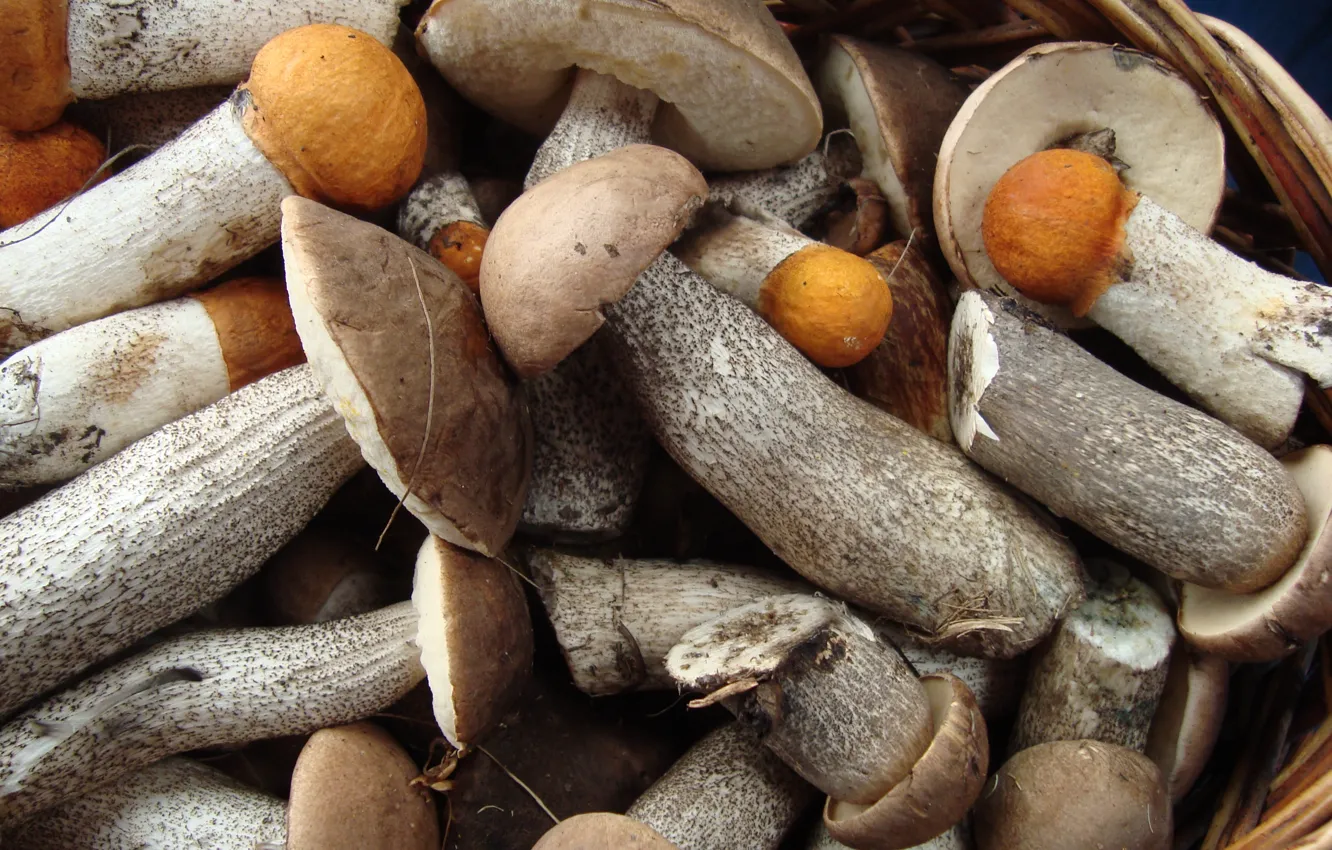 Photo wallpaper mushrooms, mushroom, now if in the woods