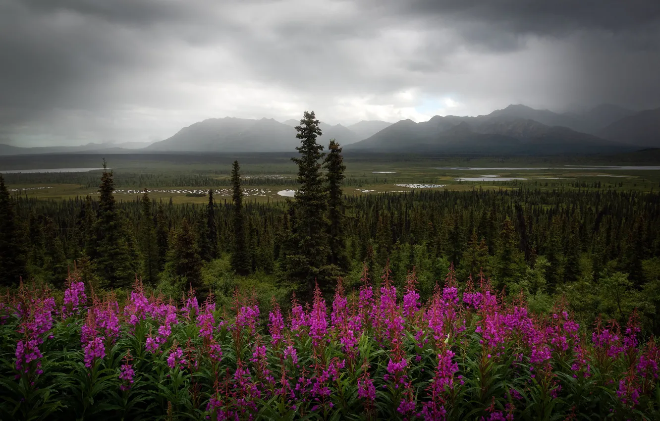Photo wallpaper forest, flowers, mountains, nature, fog, ate, meadow, Ivan-tea