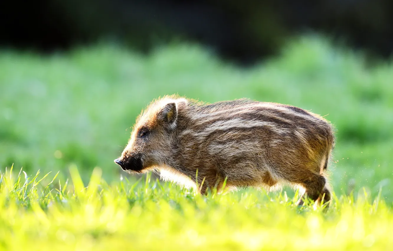 Photo wallpaper boar, cub, hog