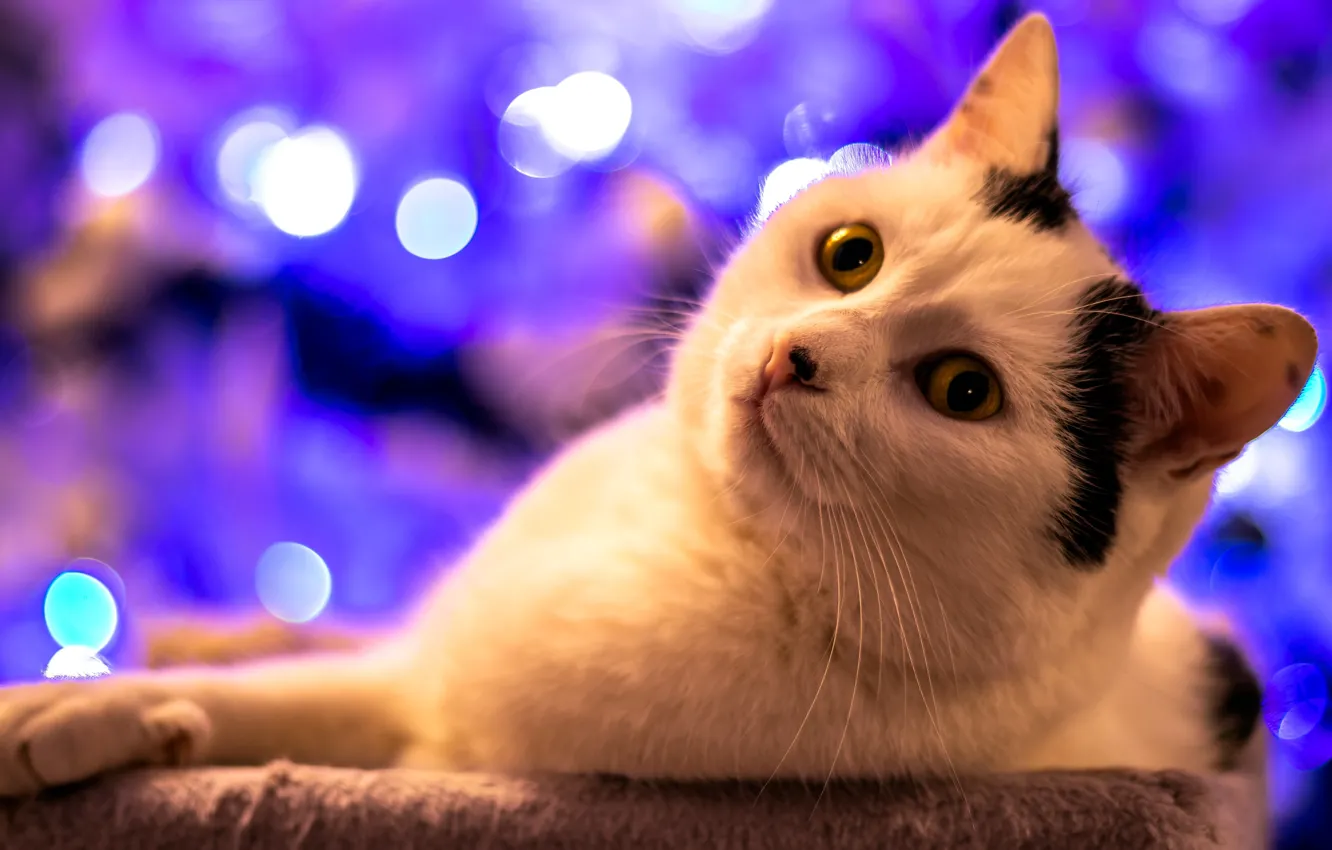 Photo wallpaper cat, pose, look, face, cat
