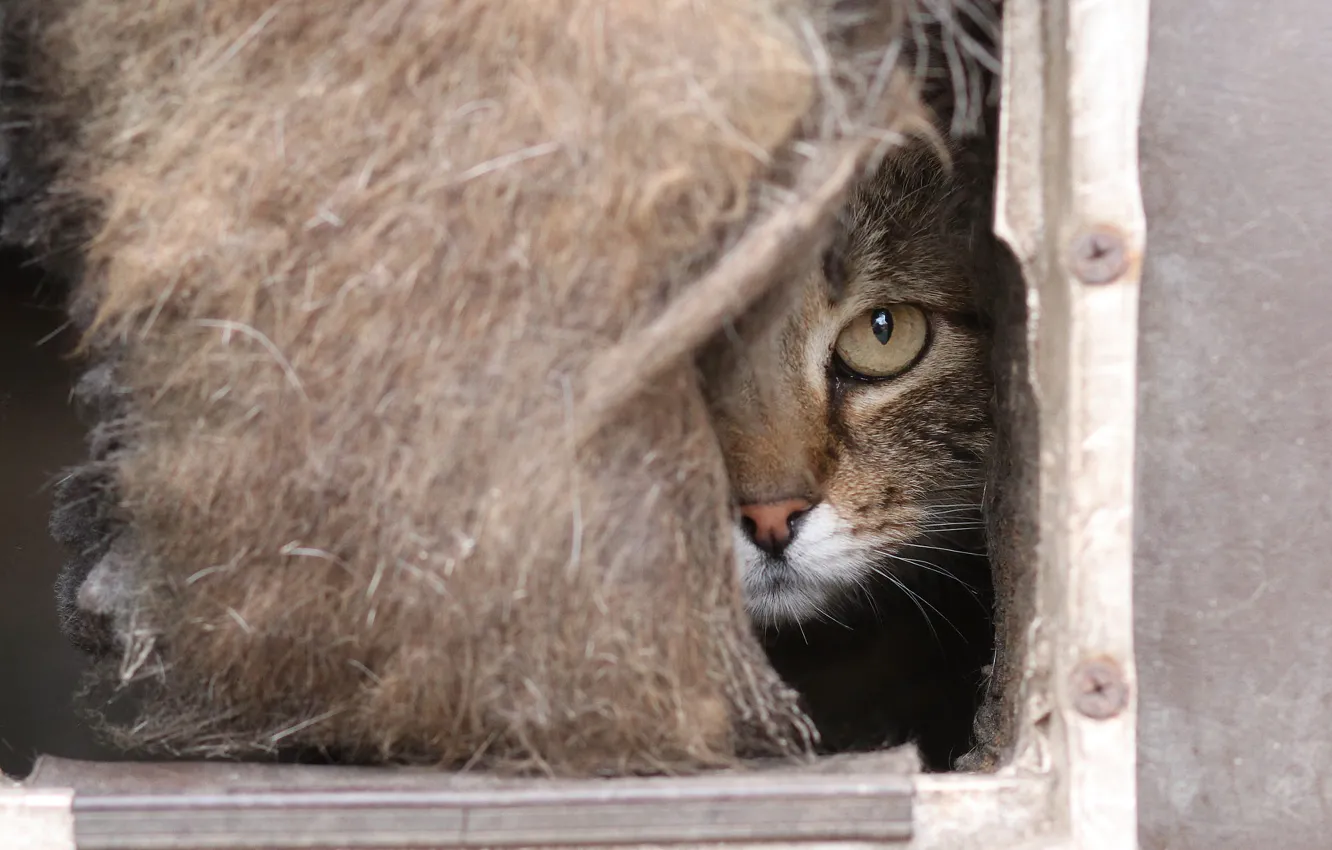 Photo wallpaper cat, cat, face, grey, portrait, fur, house, striped