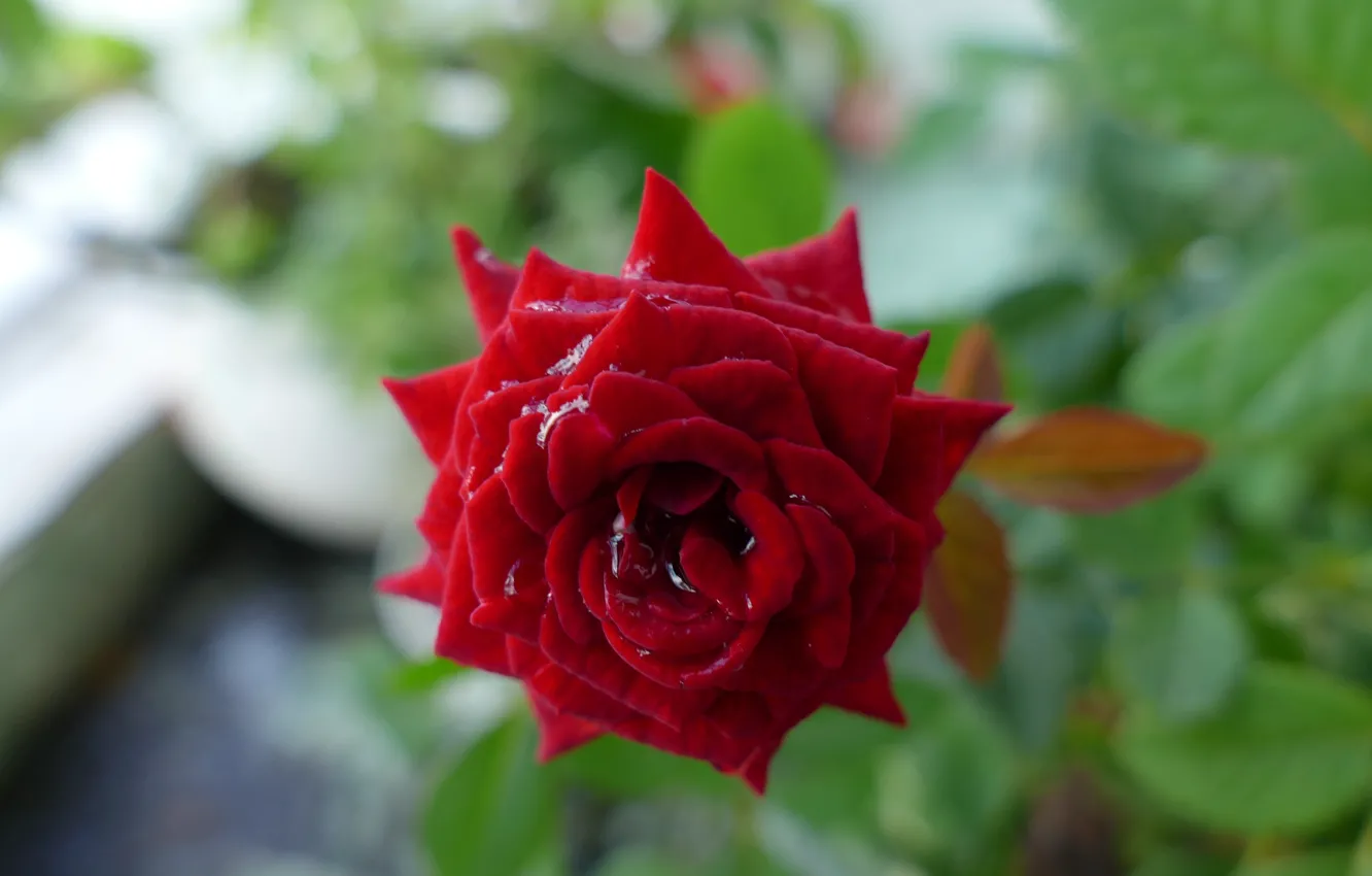 Photo wallpaper flowers, nature, beautiful