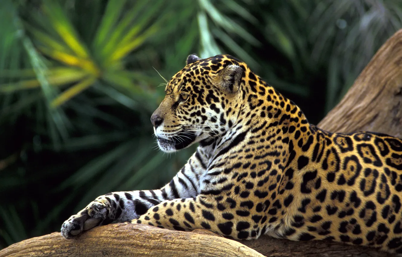 Photo wallpaper leopard, lies resting, big cat