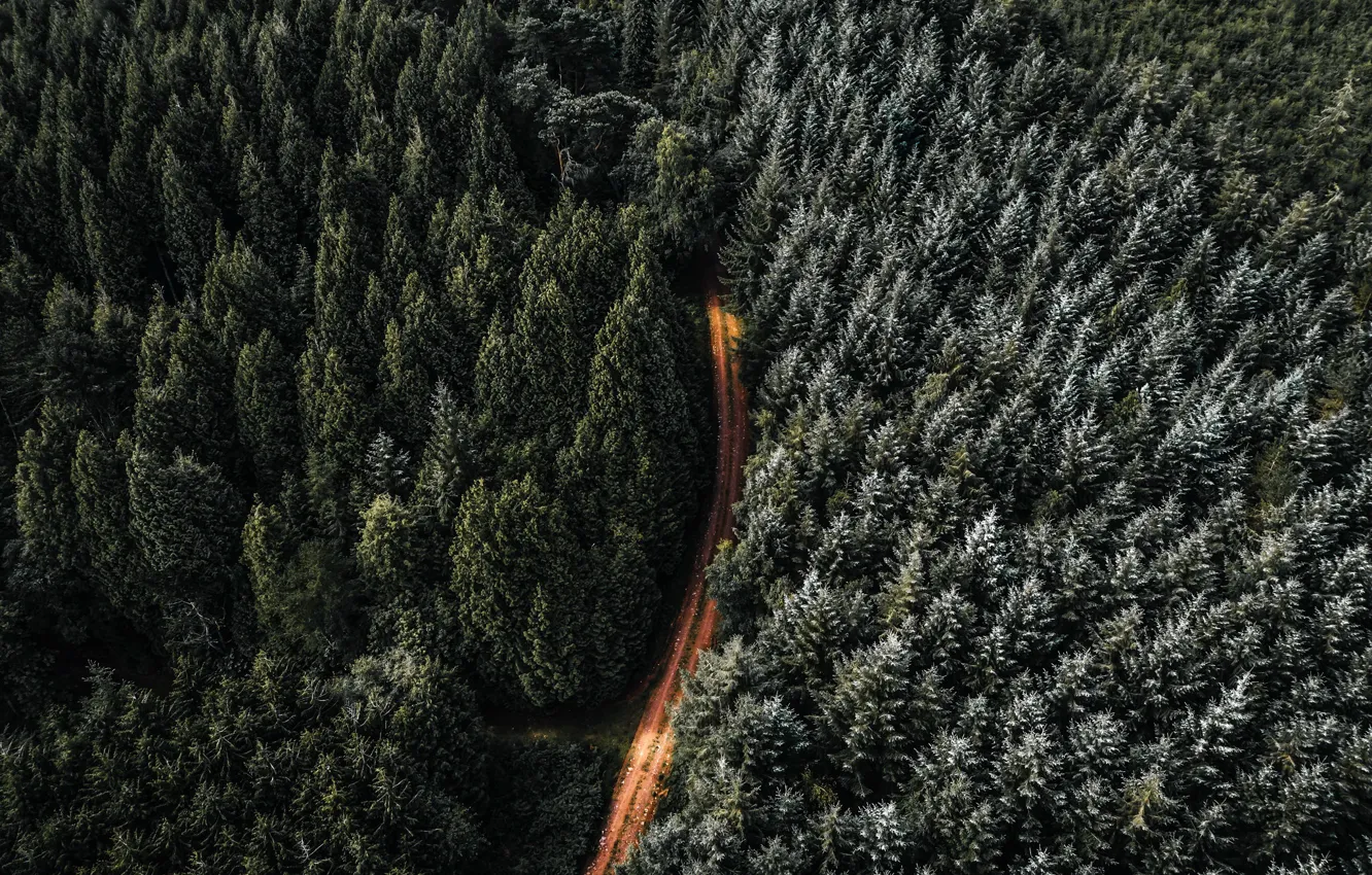 Photo wallpaper road, forest, nature