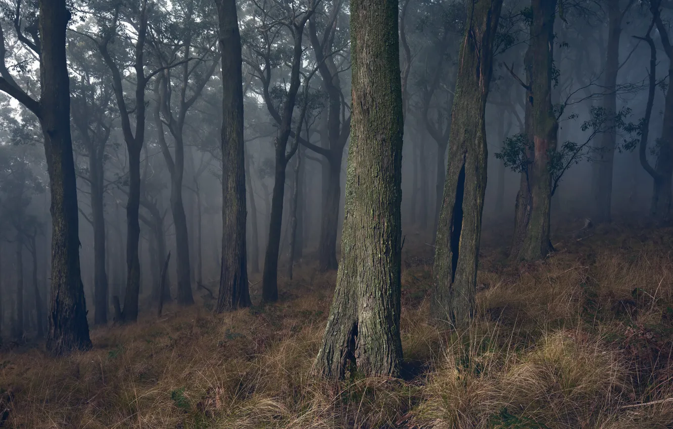 Photo wallpaper forest, grass, trees, branches, fog, trunks, slope, twilight