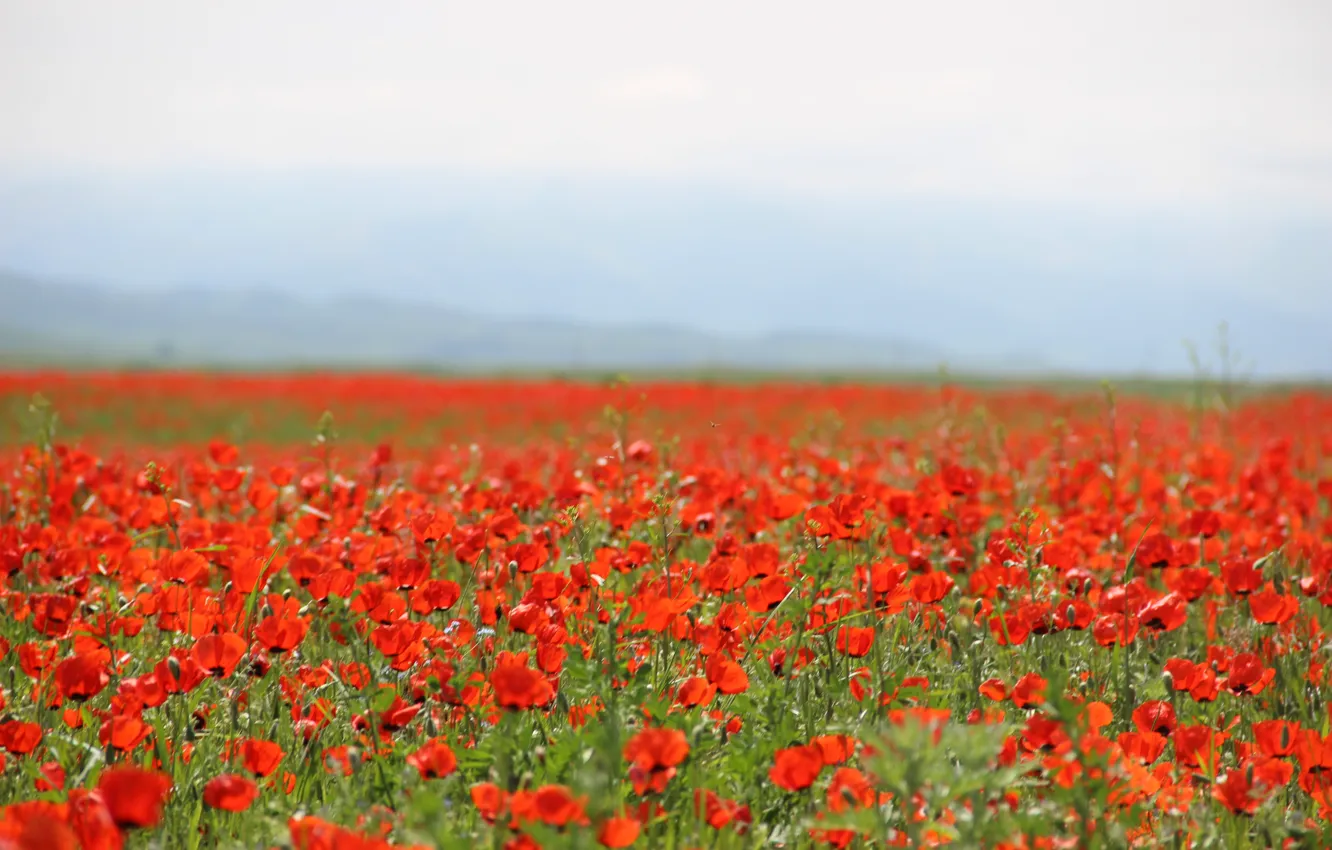 Photo wallpaper field, Mac, may, red flowers, poppy field