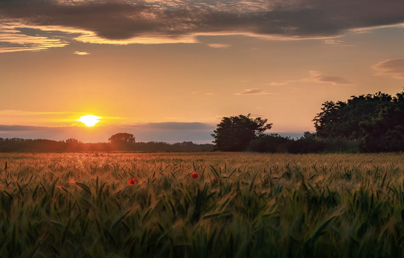 Photo wallpaper summer, the sky, the sun, clouds, light, trees, sunset, flowers