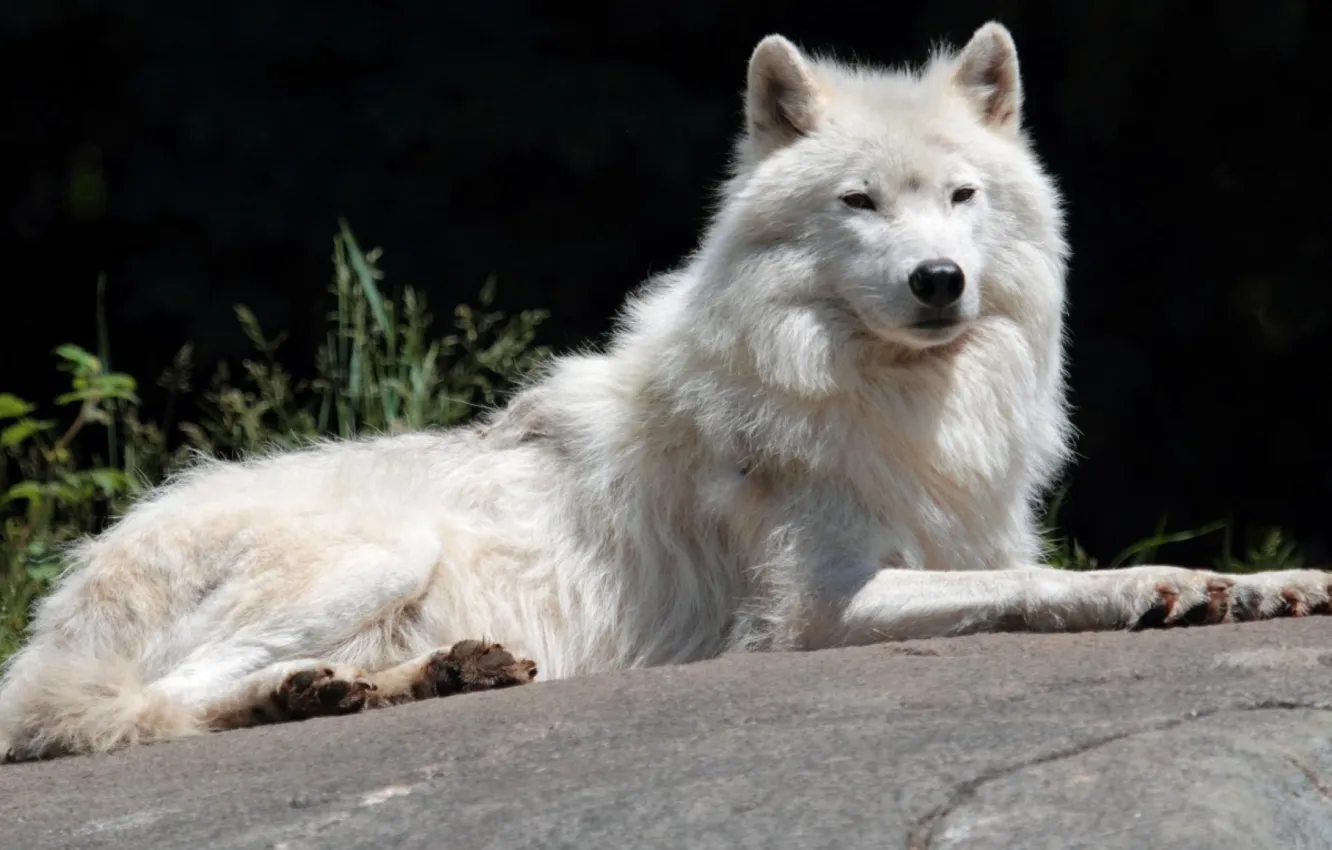 Photo wallpaper Predator, nature, animal, wolf, wildlife, portrait, portrait., Canis lupus. face