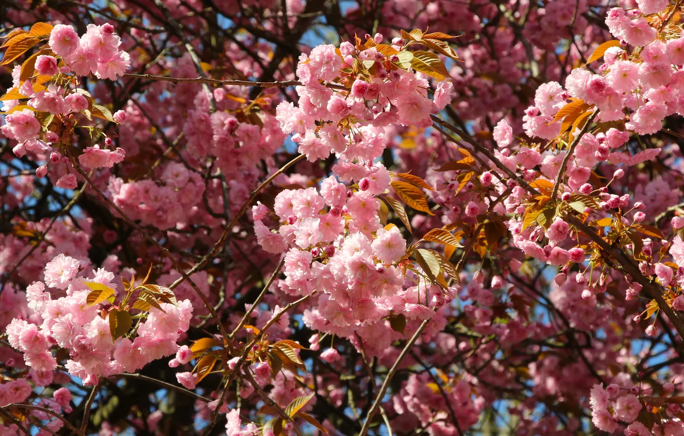 Photo wallpaper pink, spring, twig, blooming, Japanese cherry