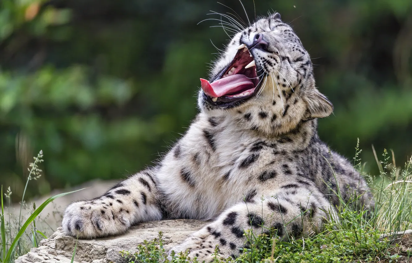 Photo wallpaper language, mouth, snow leopard, Zev