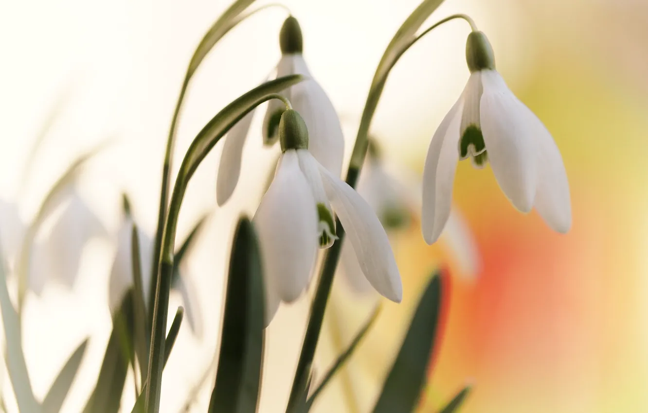 Photo wallpaper leaves, macro, flowers, background, spring, snowdrops