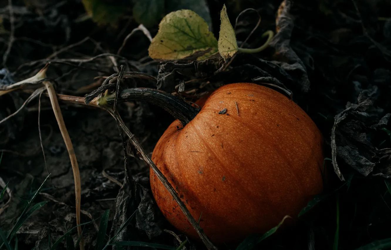 Photo wallpaper leaves, nature, the dark background, pumpkin