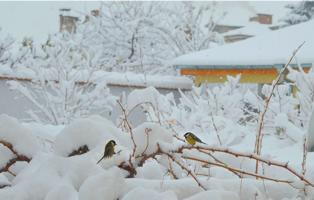 Photo wallpaper Winter, Snow, Frost, Birds, Frost, Snow, Winter morning, Winter morning