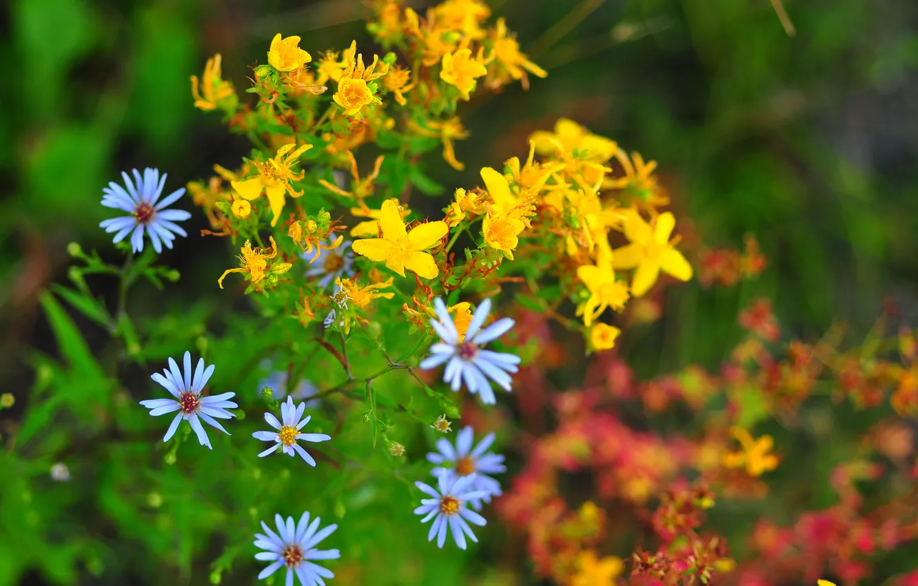 Photo wallpaper field, flowers, plant, meadow