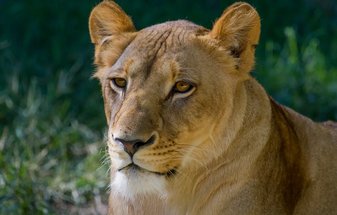 Photo wallpaper cat, look, face, lioness