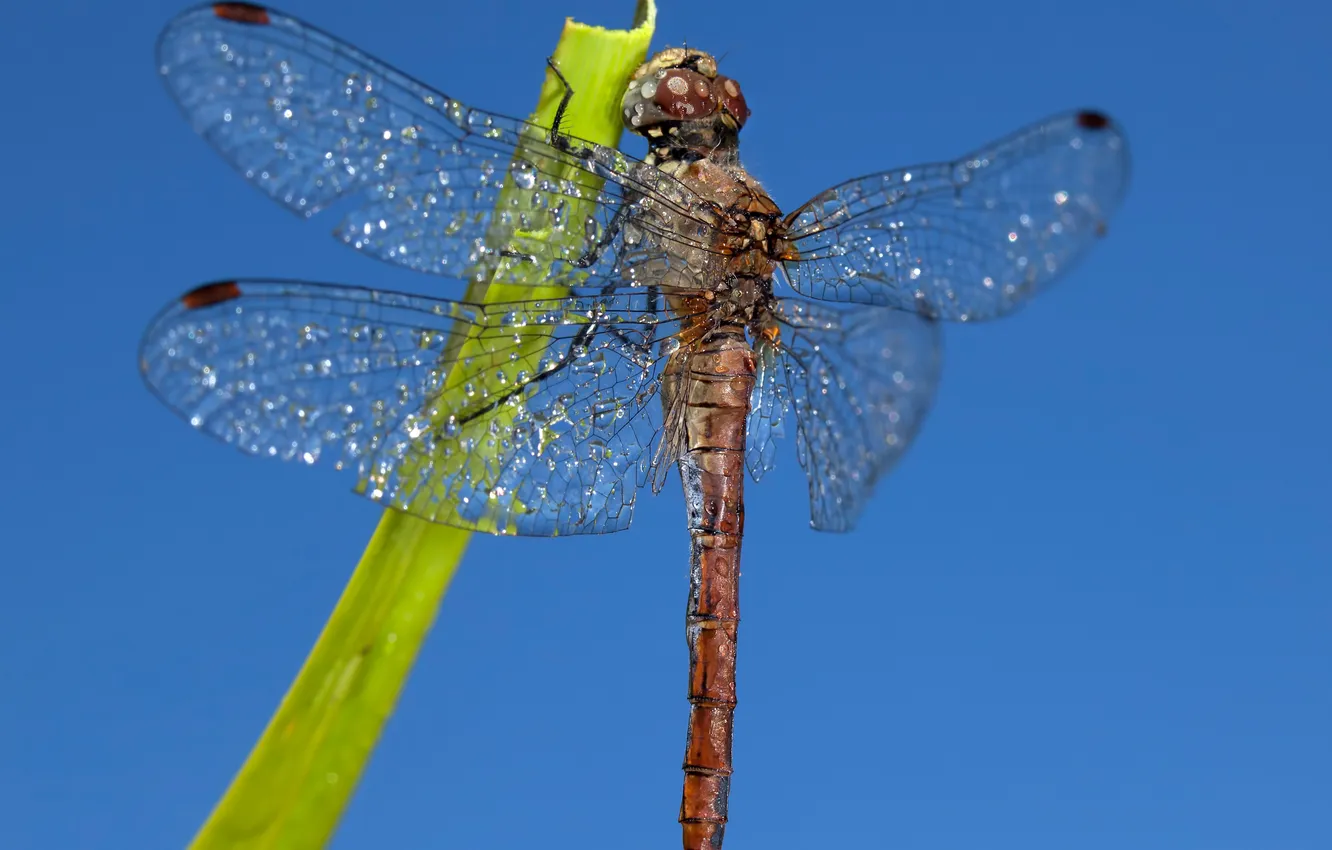 Photo wallpaper the sky, wings, dragonfly, insect