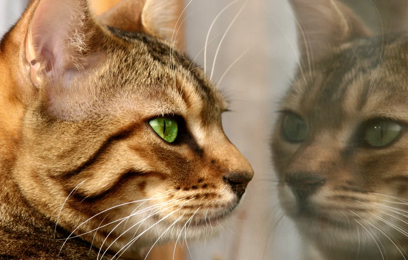 Photo wallpaper reflection, fur, feline