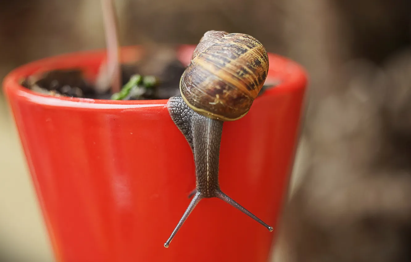Photo wallpaper snail, sink, horns, horn
