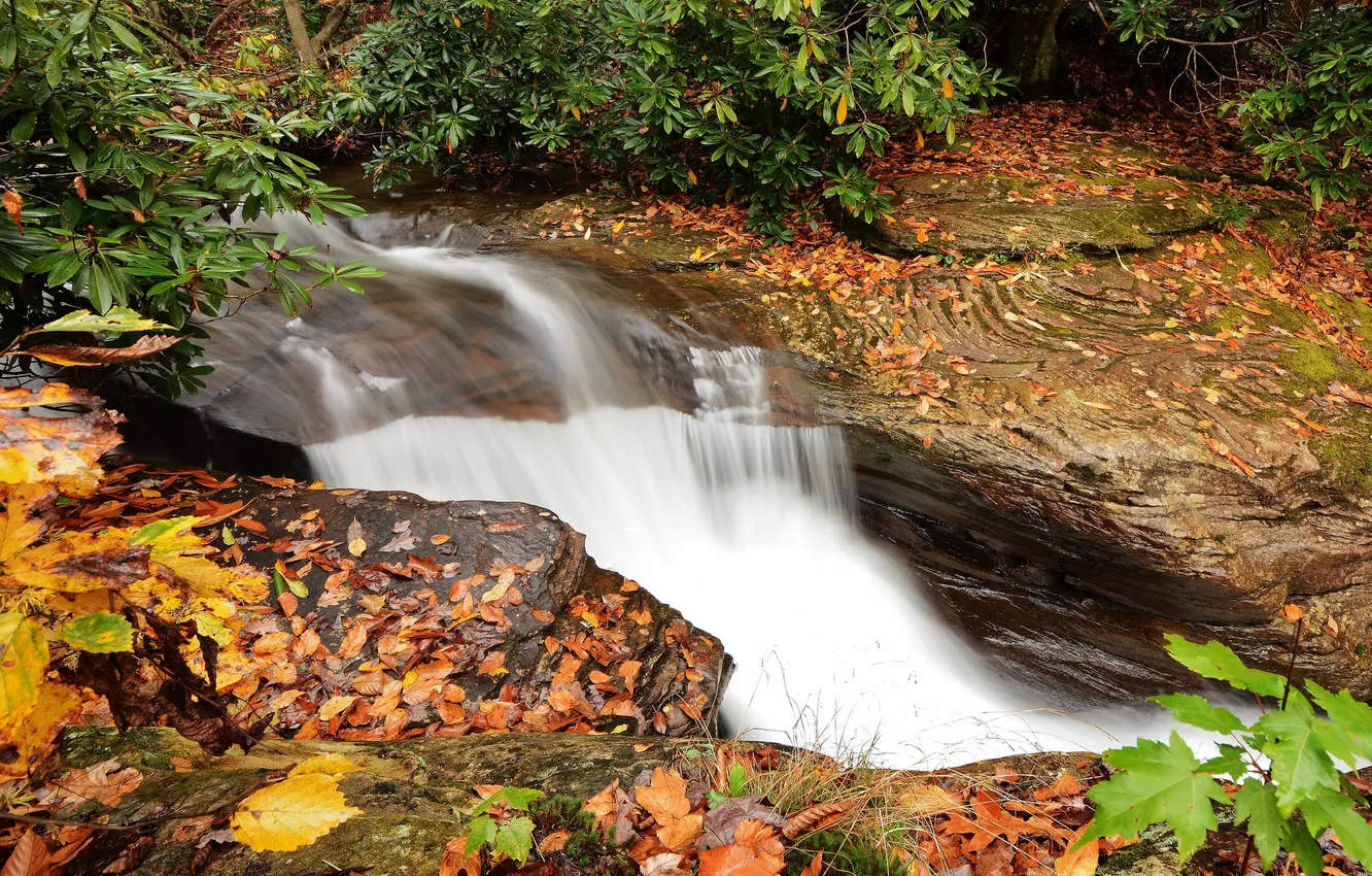 Photo wallpaper autumn, leaves, water, waterfall, stream, water, autumn, leaves