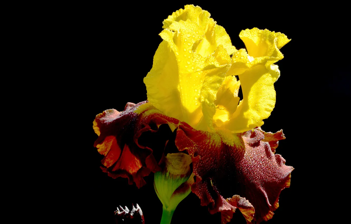 Photo wallpaper drops, flowers, Rosa, paint, petals