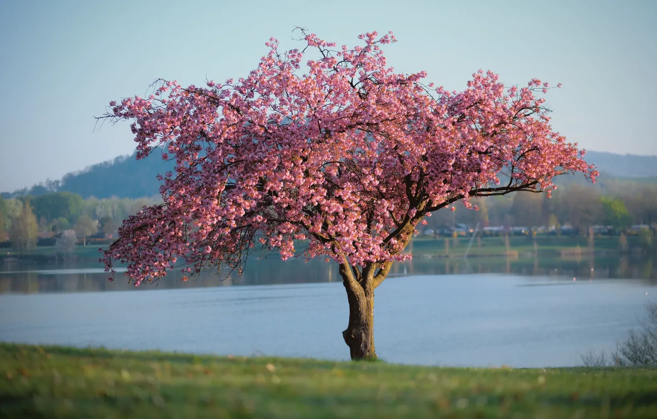 Photo wallpaper trees, shore, spring, Sakura, flowering, pond