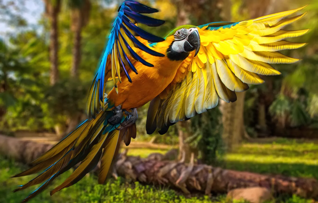 Photo wallpaper trees, flight, parrot