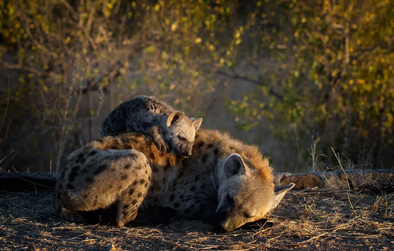 Photo wallpaper nature, Africa, hyenas