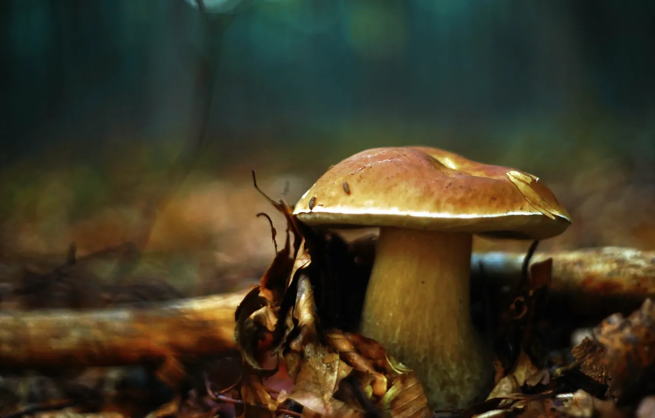 Photo wallpaper autumn, nature, mushroom