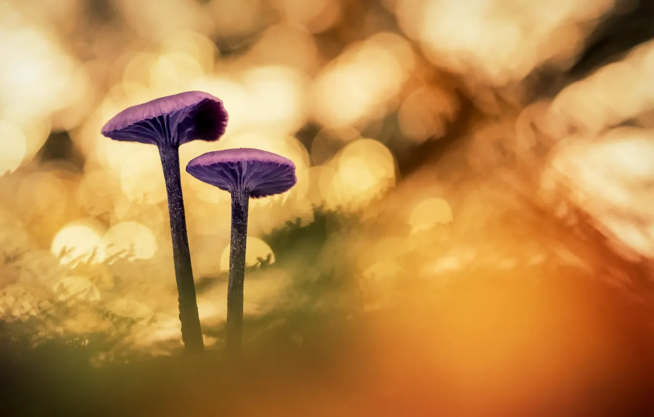 Photo wallpaper nature, background, mushrooms