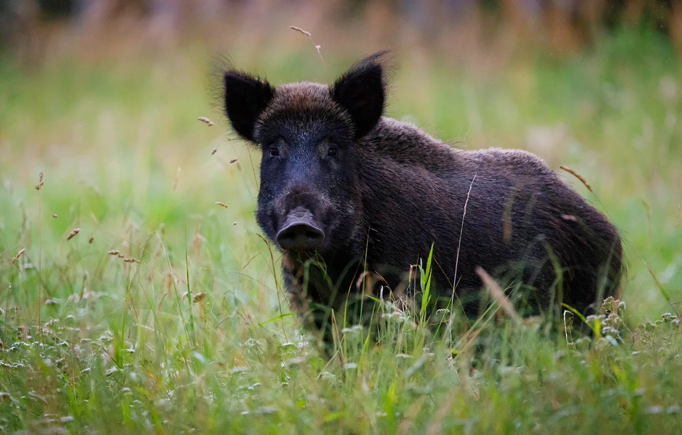 Photo wallpaper grass, look, face, boar