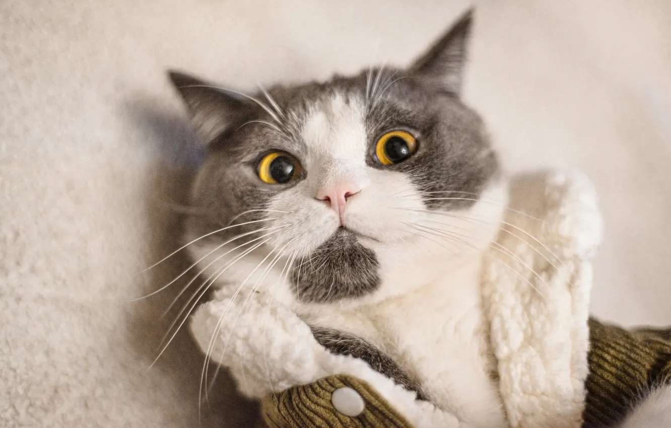 Photo wallpaper cat, cat, look, pose, portrait, jacket, face, light background