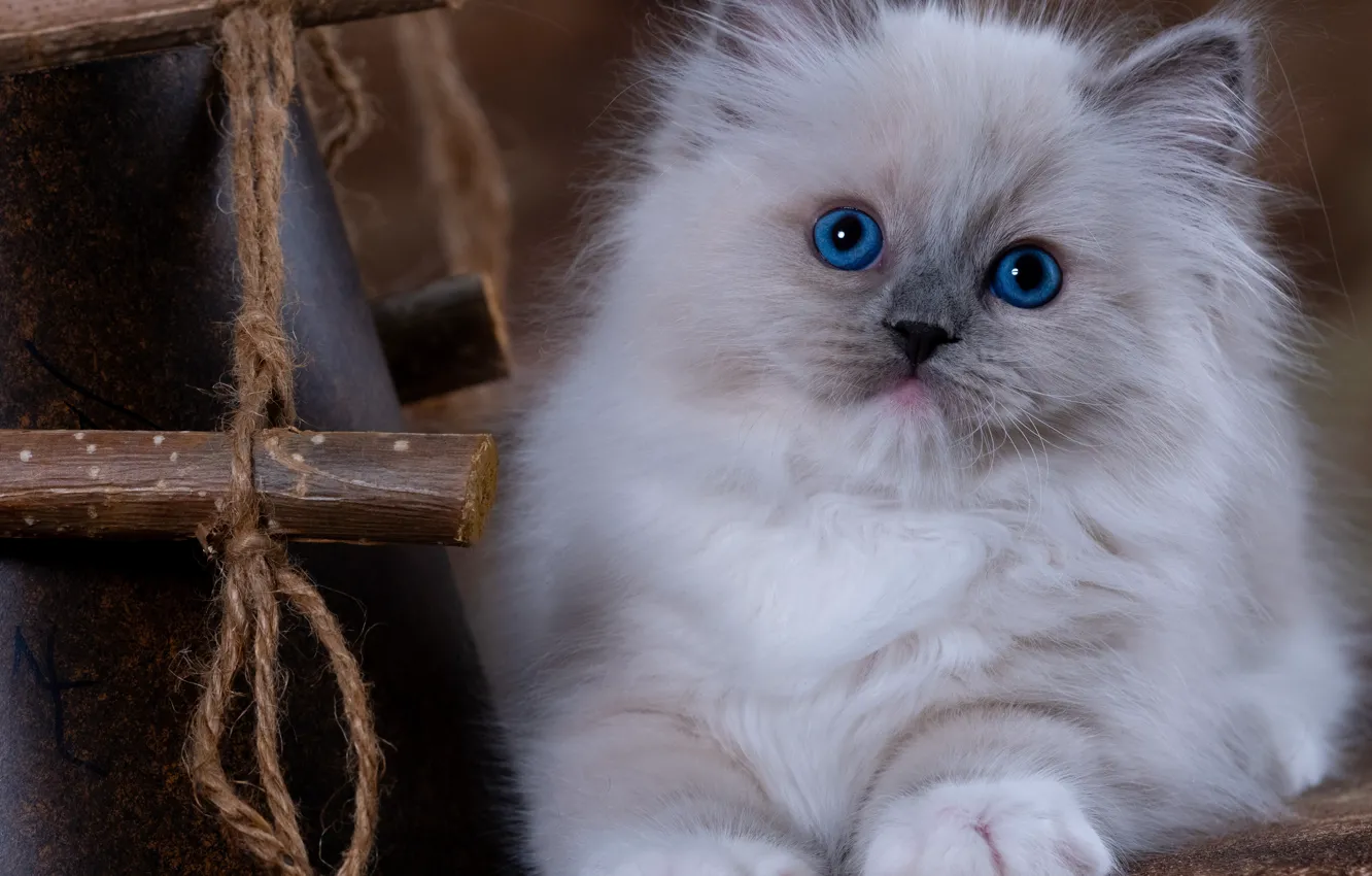 Photo wallpaper cat, portrait, rope, bucket, kitty, blue eyes, face, Ragdoll