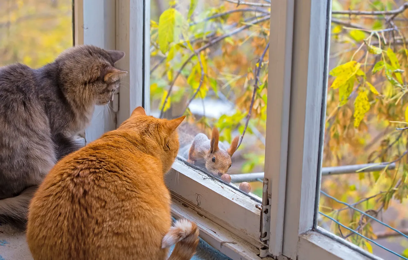 Photo wallpaper autumn, cat, cat, window, protein