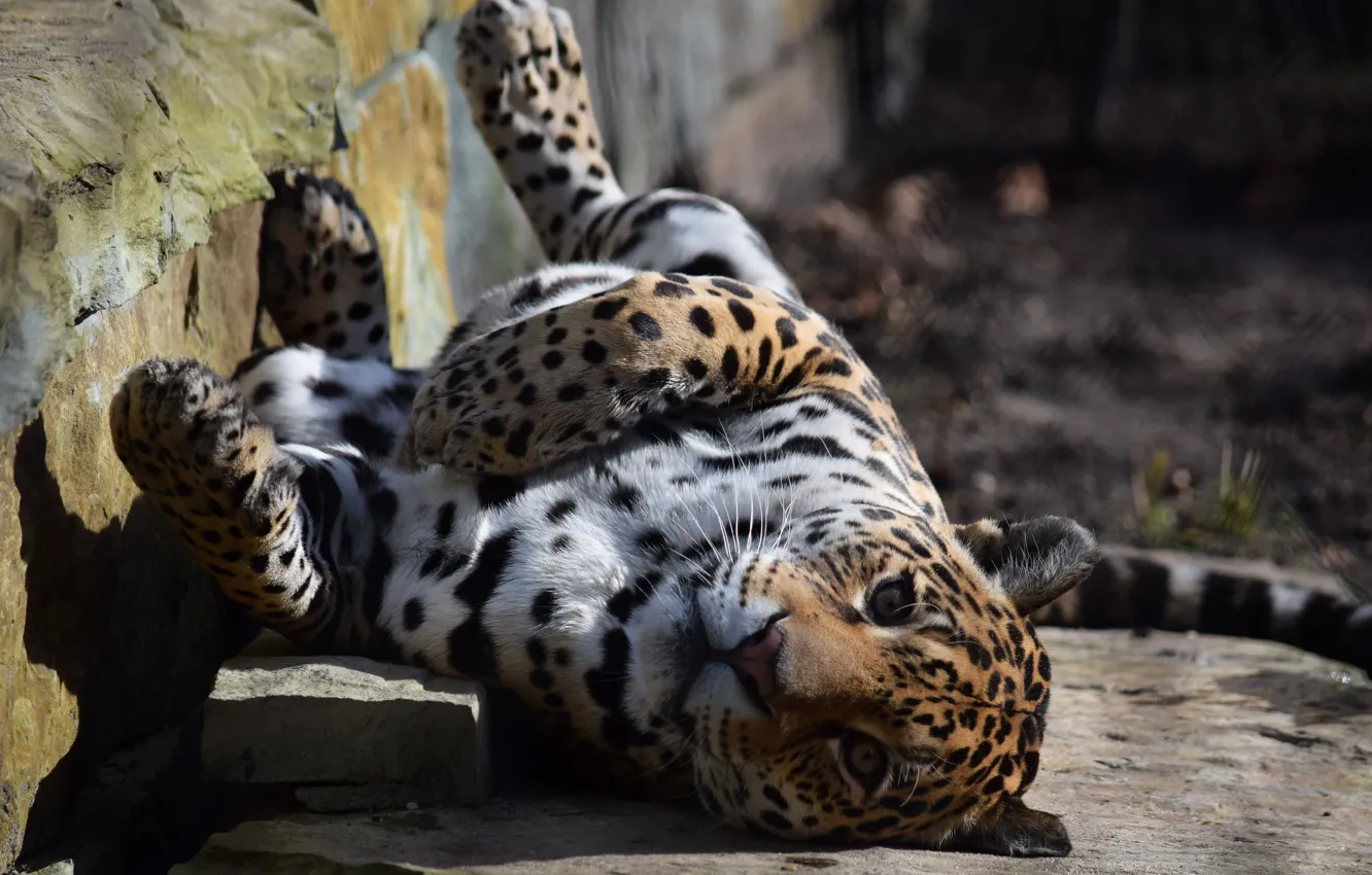 Photo wallpaper cat, nature, animal, stay, leopard