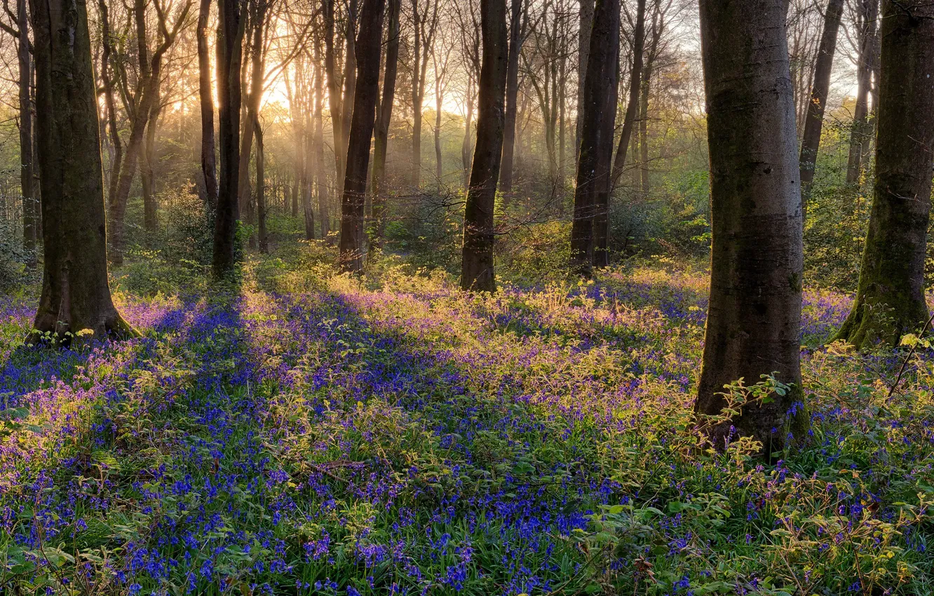 Photo wallpaper forest, rays, light, trees, trunks, spring, blue flowers