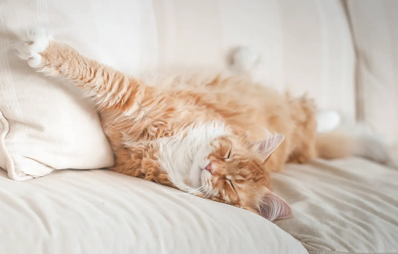 Photo wallpaper cat, stay, paw, sleep, red, muzzle, bed, cat