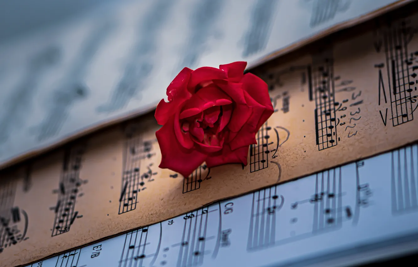 Photo wallpaper flower, notes, music, rose, red, bokeh