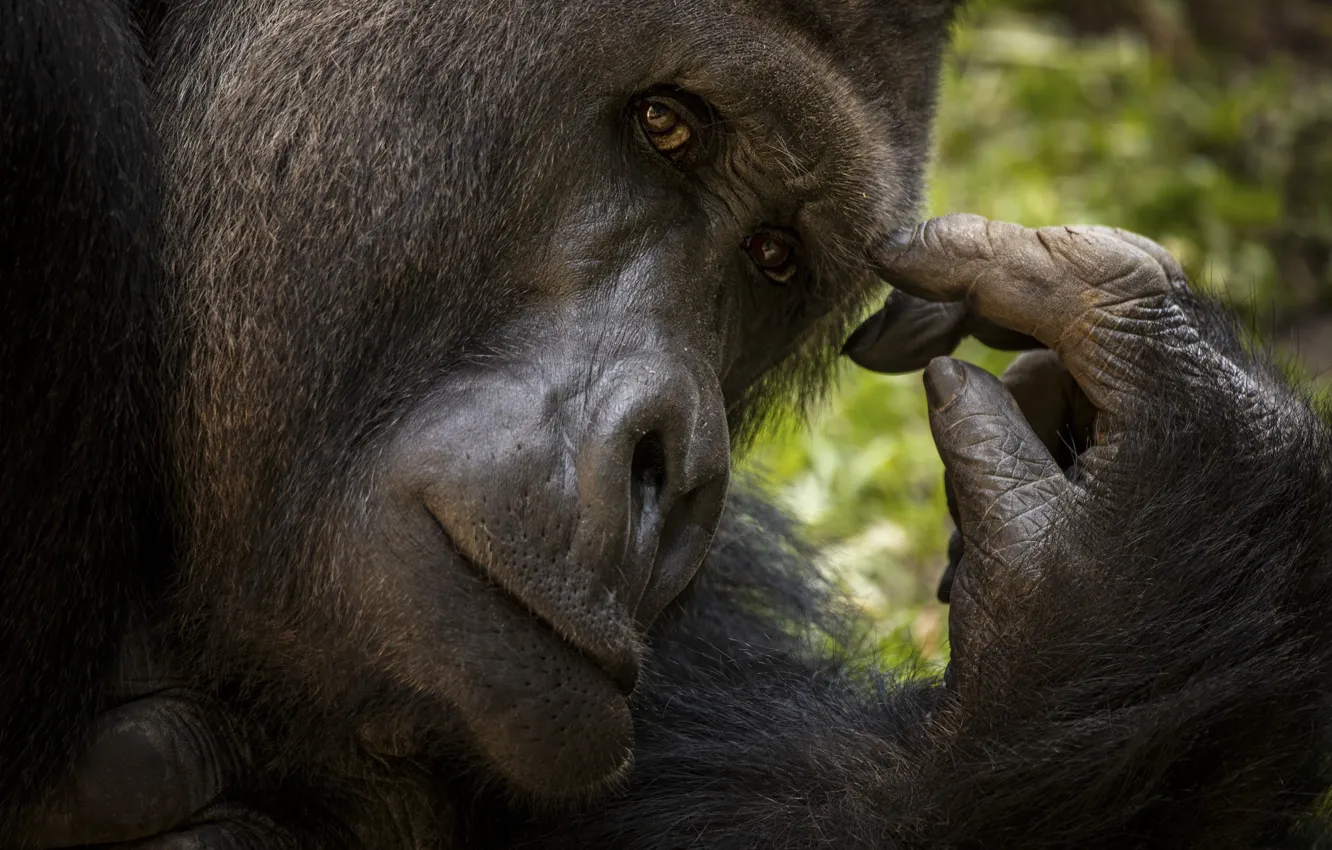Photo wallpaper look, face, pose, portrait, paws, monkey, gorilla